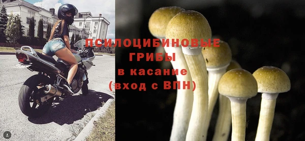 индика Абаза
